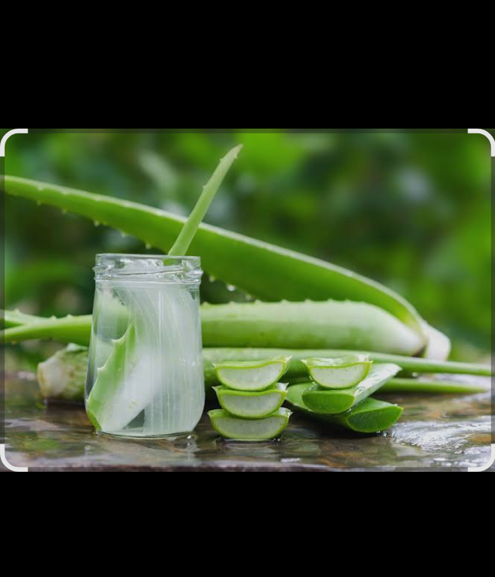 Lidah buaya dikenal memiliki sifat antibakteri, antiinflamasi, dan melembapkan kulit.