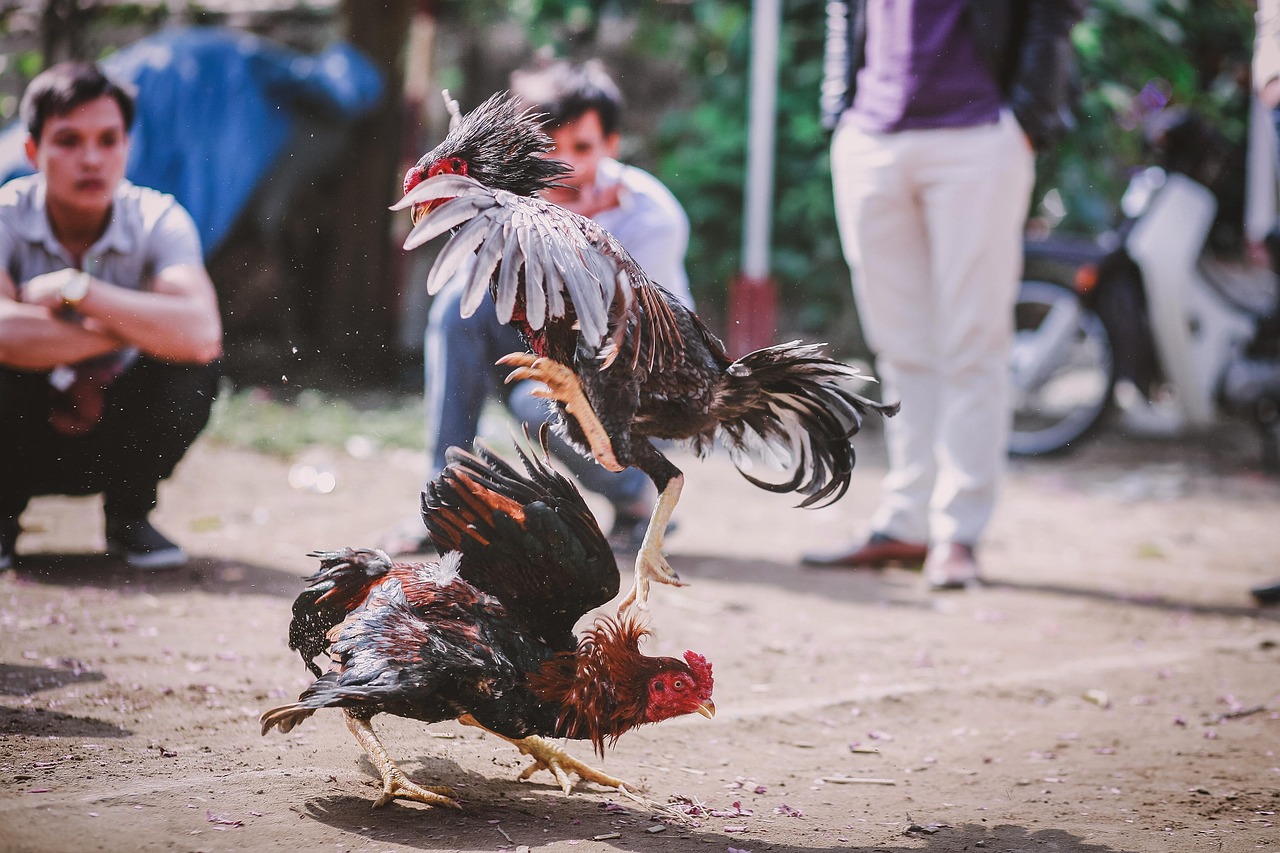 Ilustrasi sabung ayam