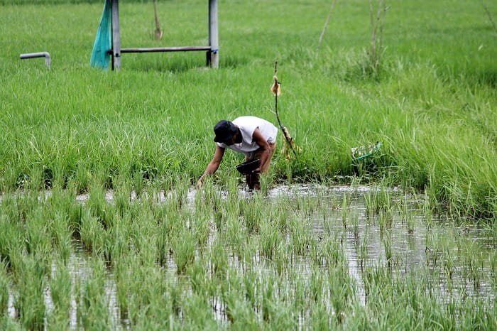 TERIK: Petani menabur pupuk di sawahnya di Desa Bilaporah, Kecamatan Socah, Selasa (13/1). (VIVIN AGUSTIN HARTONO/JPRM)