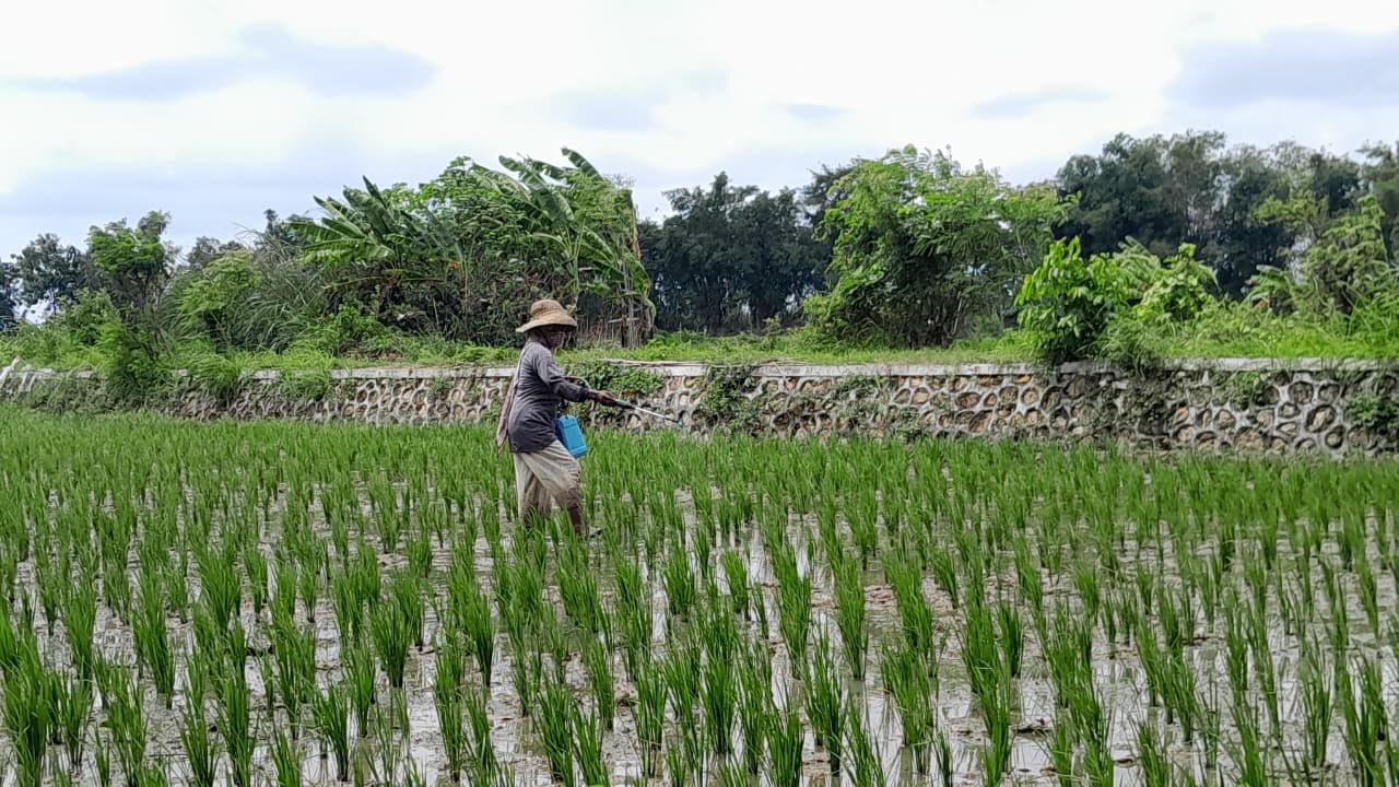 KETAHANAN PANGAN: Seorang petani sedang memupuk tanaman padinya di Desa Artodung, Kecamatan Galis, Pamekasan.