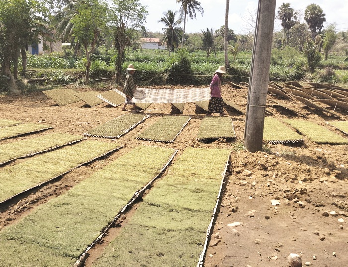 TERIK: Petani menjemur hasil rajangan tembakau di Desa Moncek Timur, Lenteng, Sumenep, pada musim panen 2025. (MOH. LATIF/JPRM)