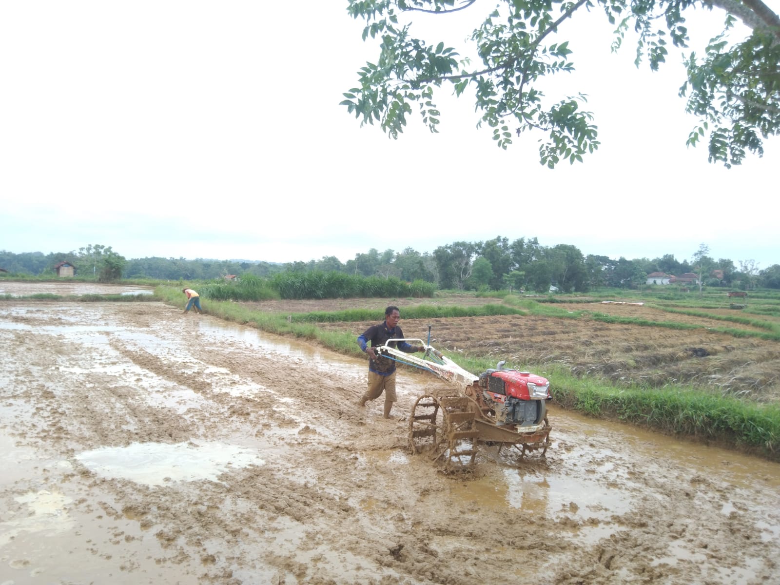 OPTIMIS: Petani sedang membajak sawahnya yang terletak di Desa Pakondang, Kecamatan Rubaru, Sumenep, Jumat (30/1).