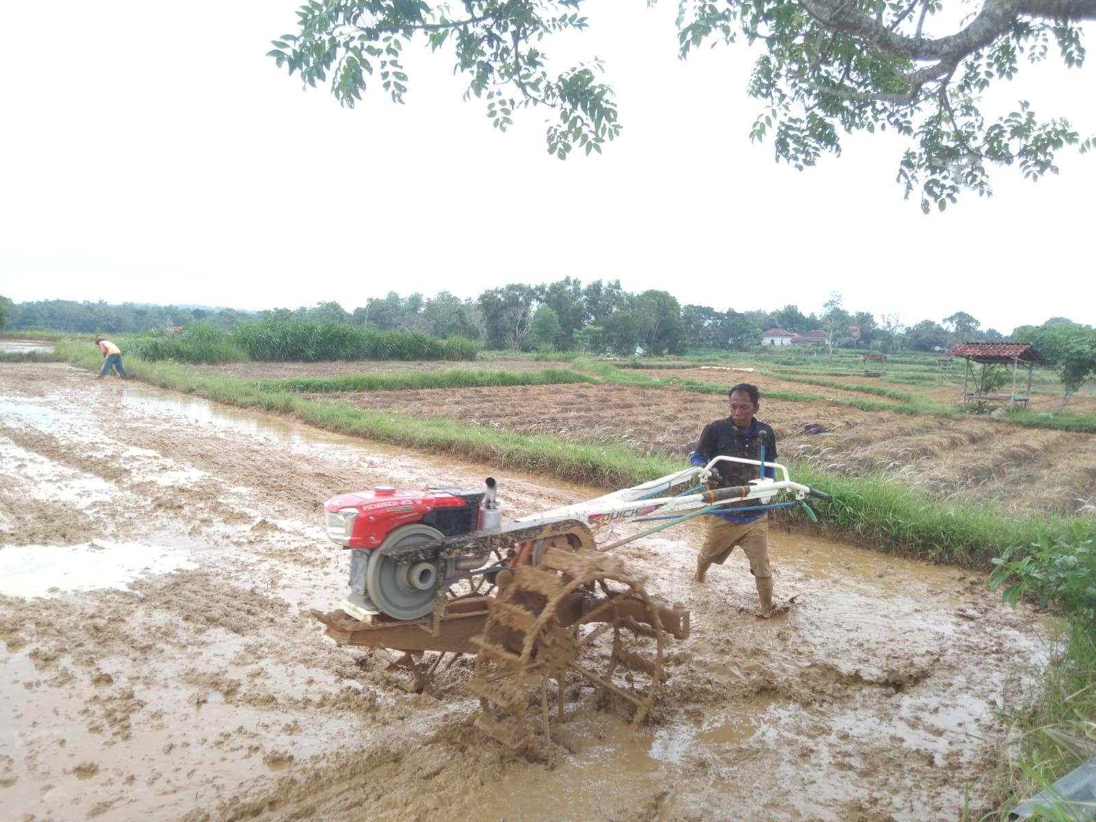 KERJA KERAS: Petani sedang membajak sawahnya di Desa Pakondang, Kecamatan Rubaru, Sumenep, Jumat (30/1)