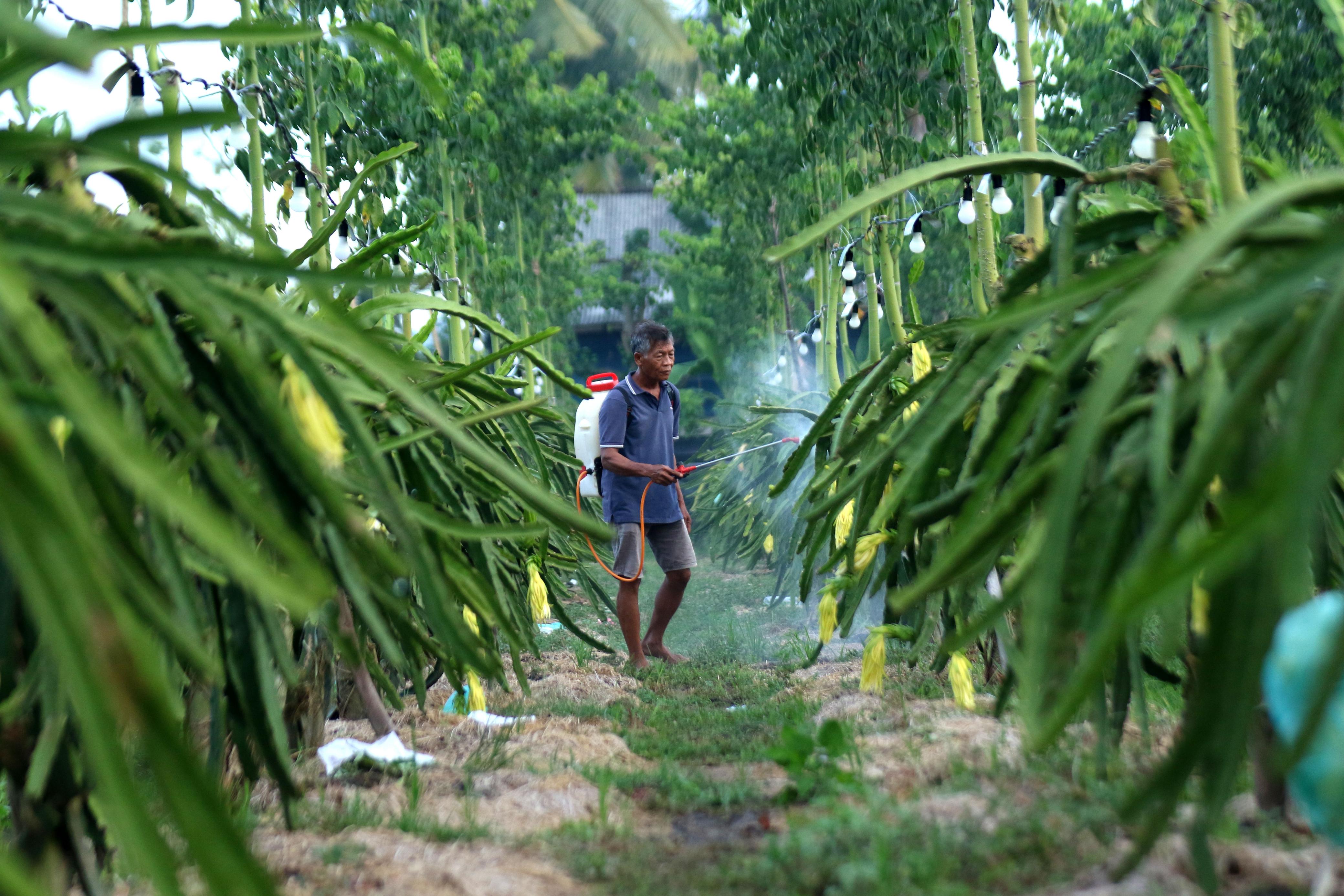 BERDAYA: Petani buah naga di Banyuwangi mendapat pembinaan dari BRI.