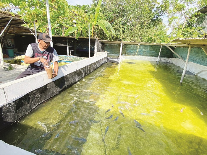 DIRAWAT: Pelaku budi daya perikanan M. Wahyudi memberi pakan ikan di kolamnya di Kelurahan Dalpenang, Kecamatan Sampang, Kamis (29/1). (AYU LATIFAH/JPRM)