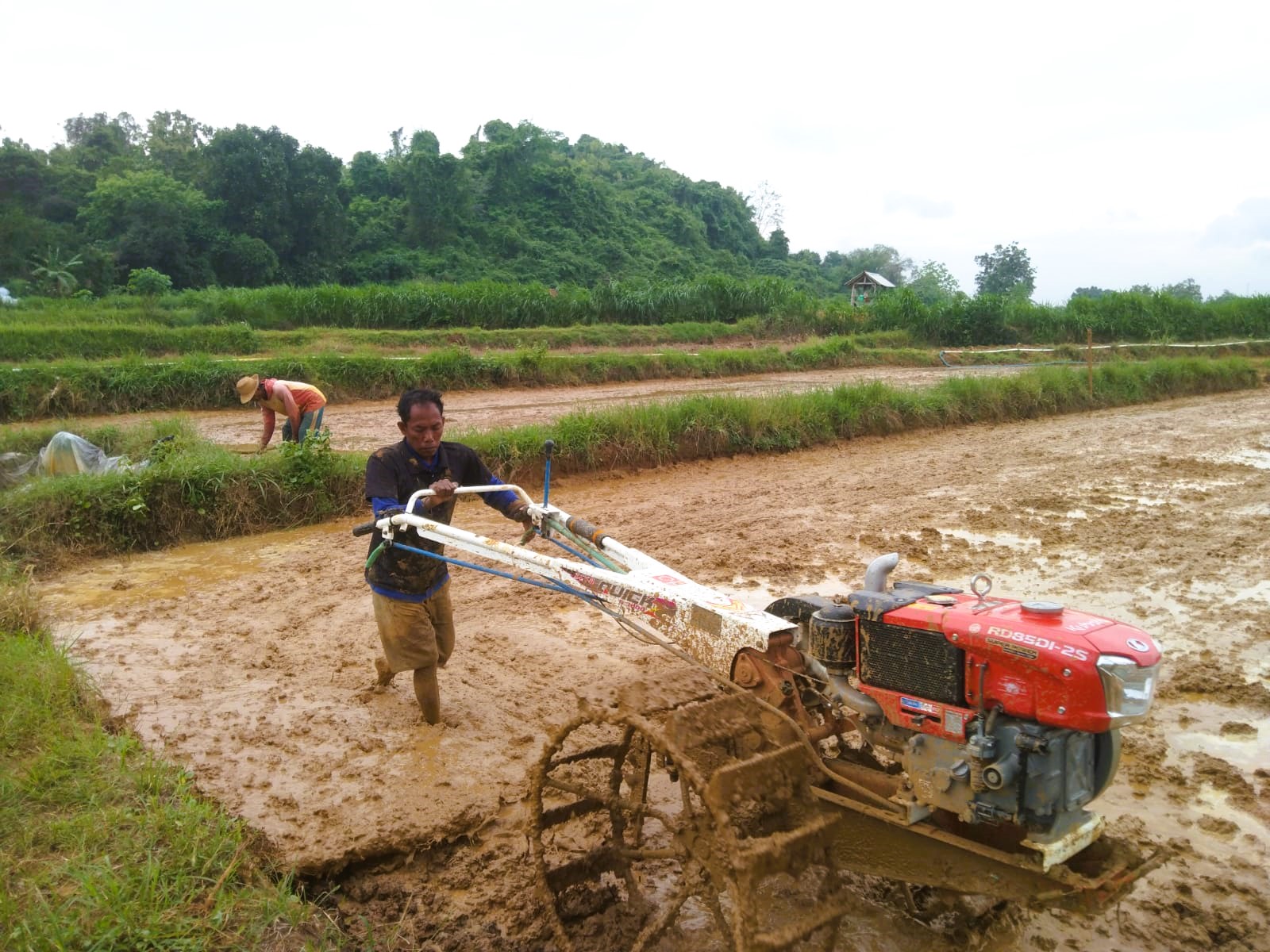 USAHA: Seorang petani tengah membajak sawahnya di Desa Pakondang, Kecamatan Rubaru, Sumenep, Jumat (30/1).
