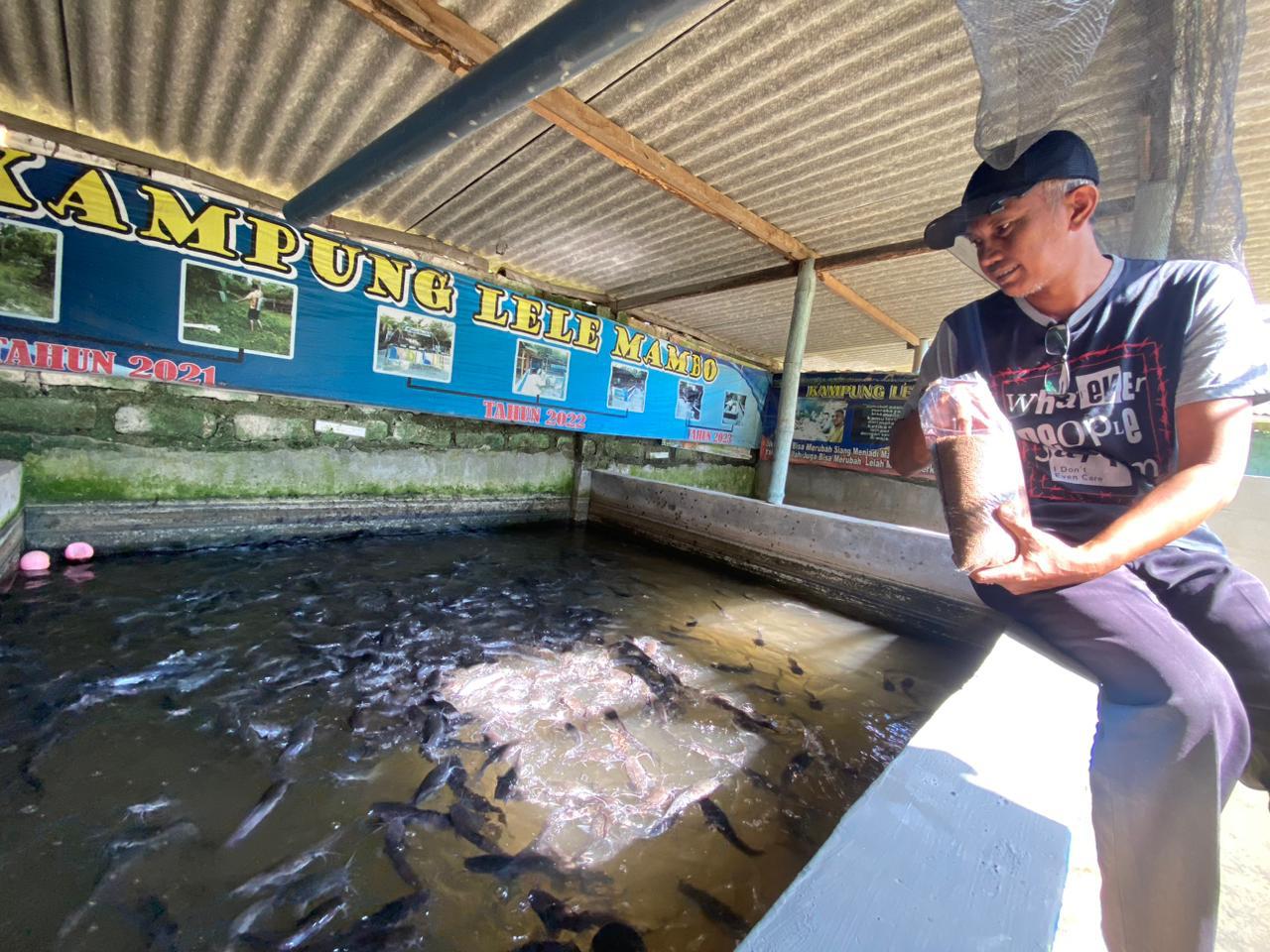 PERIKANAN: M. Wahyudi saat memberi pakan di kolamnya di Kelurahan Dalpenang, Kecamatan Sampang, Kamis (29/1).