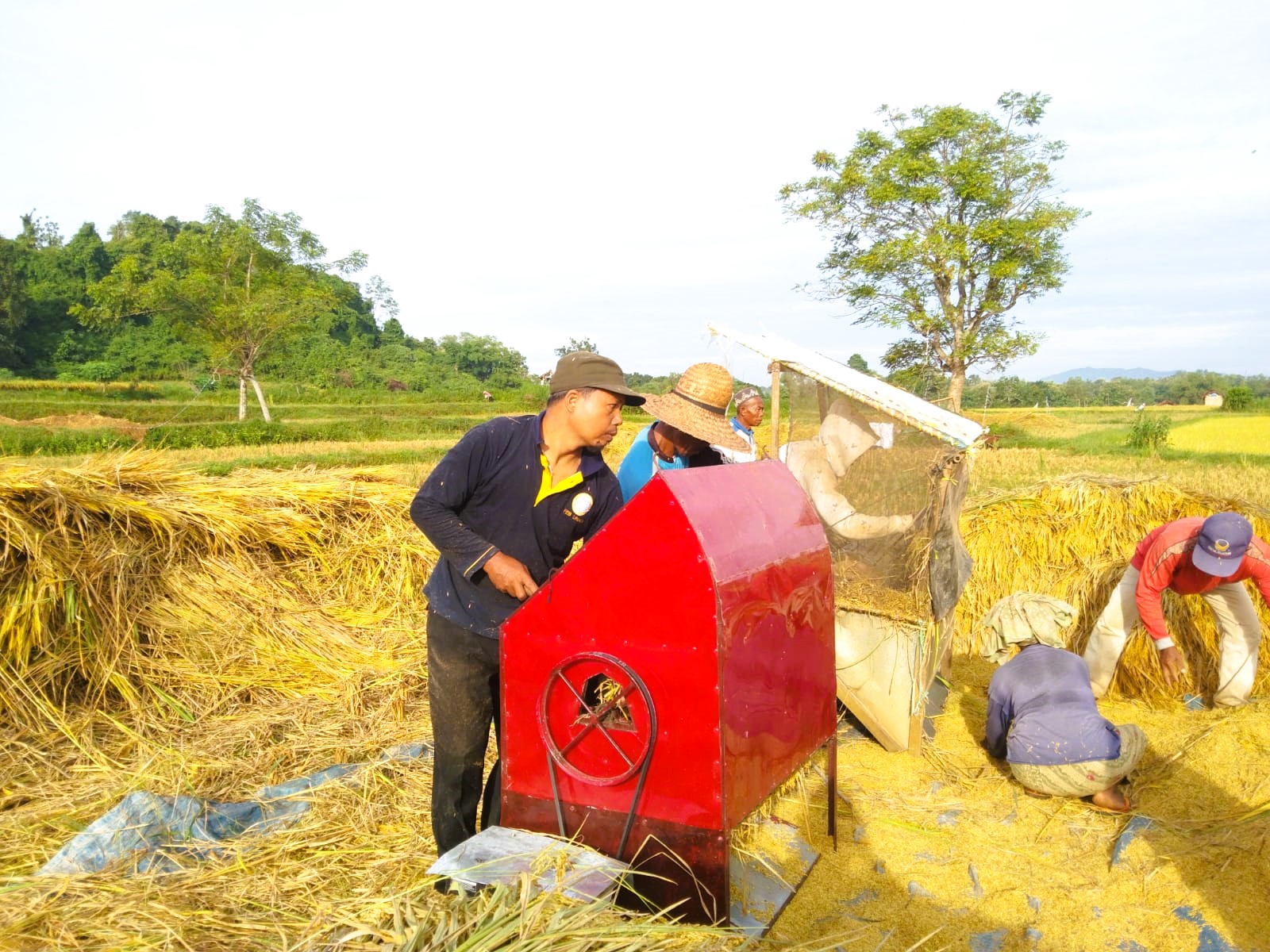 KOMPAK: Sejumlah petani tengah memanen padi di Desa Pakondang, Kecamatan Rubaru, Senin (23/2).