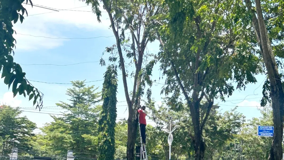 ABAIKAN ATURAN: Dua pekerja WiFi IndiHome PT Telkom menggantungkan kabel pada pohon di Jalan Wijaya Kusuma Sampang, Kamis (12/3). (UBAIDILLAHIR RAIE/JPRM)