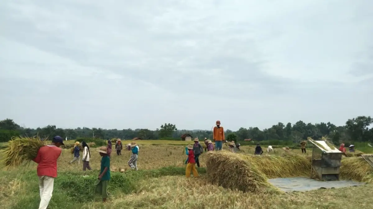 TERIK:  Petani memanen padi di sawahnya di Desa Pakondang, Kecamatan Rubaru, Senin (23/2).

