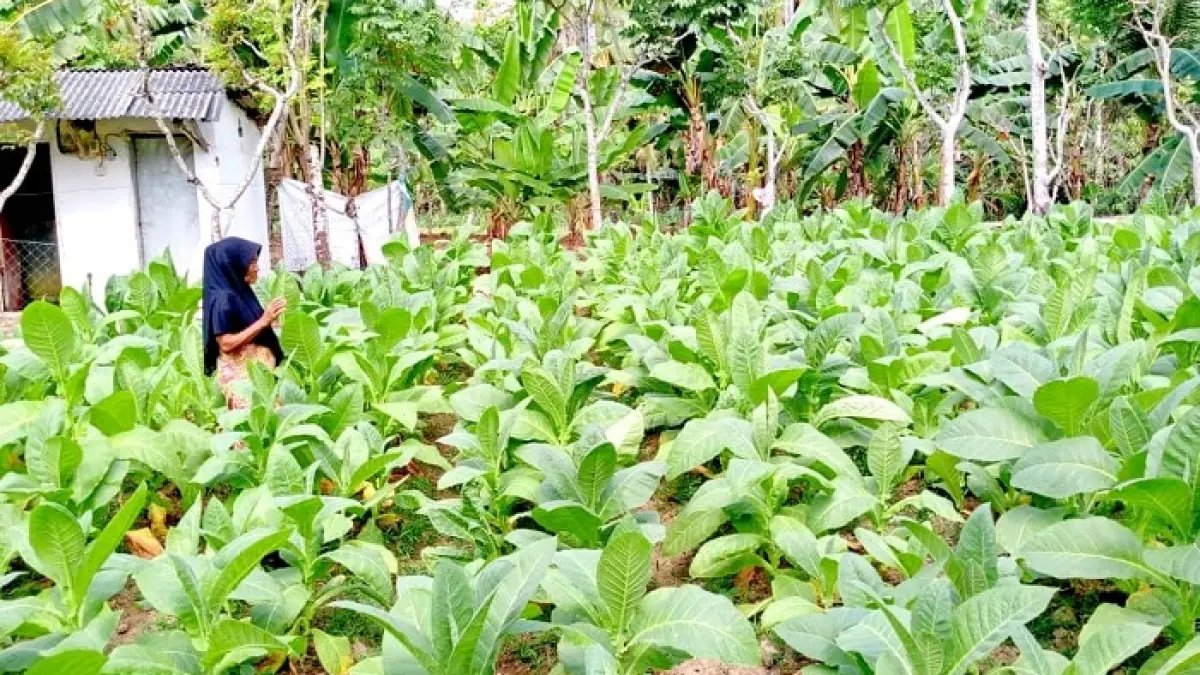 HIJAU: Seorang petani tengah memantau perkembangan tanaman tembakau di Desa Moncek Timur, Kecamatan Lenteng, Sumenep, pada musim tanam 2025. (MOH. LATIF/JPRM)