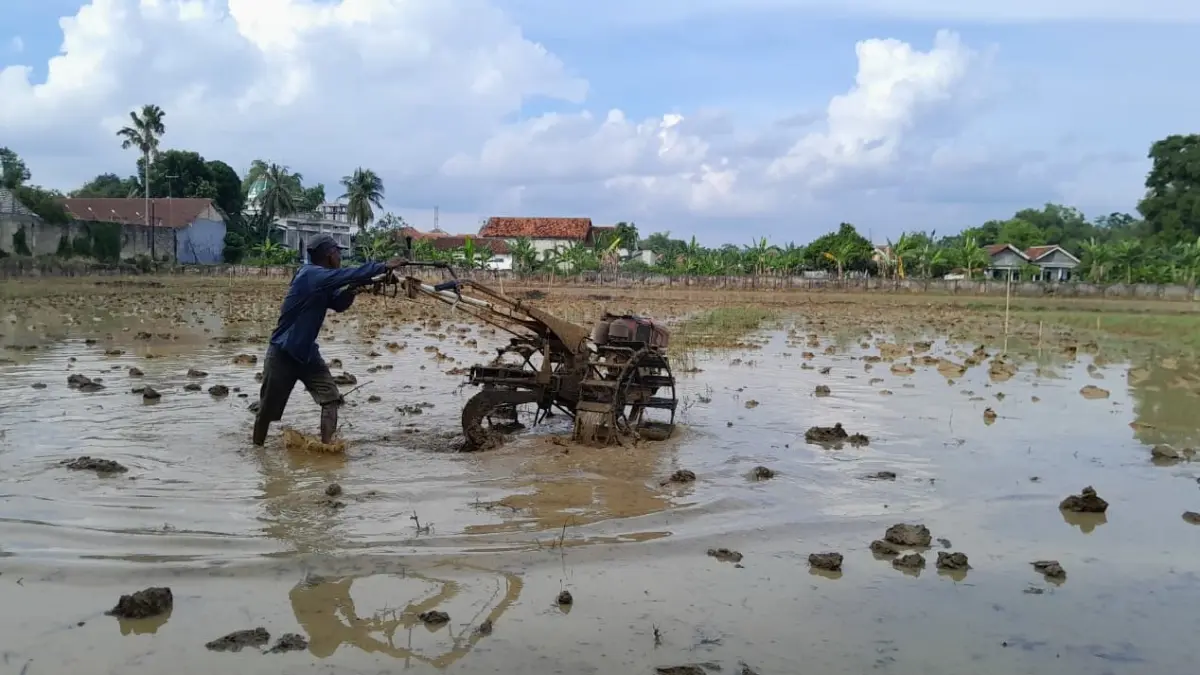 MANFAATKAN ALSINTAN: Petani di Kelurahan Bugih, Pamekasan, sedang membajak sawahnya menggunakan traktor.