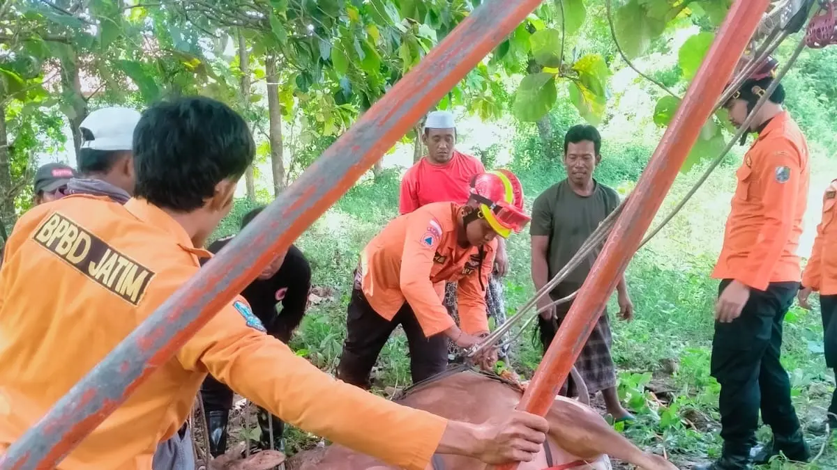 SELAMAT: Anggota BPBD Sampang dan warga mengevakuasi sapi dari sumur di Dusun Larangan, Desa Gulbung, Kecamatan Pangarengan, Sampang, Kamis (9/4).