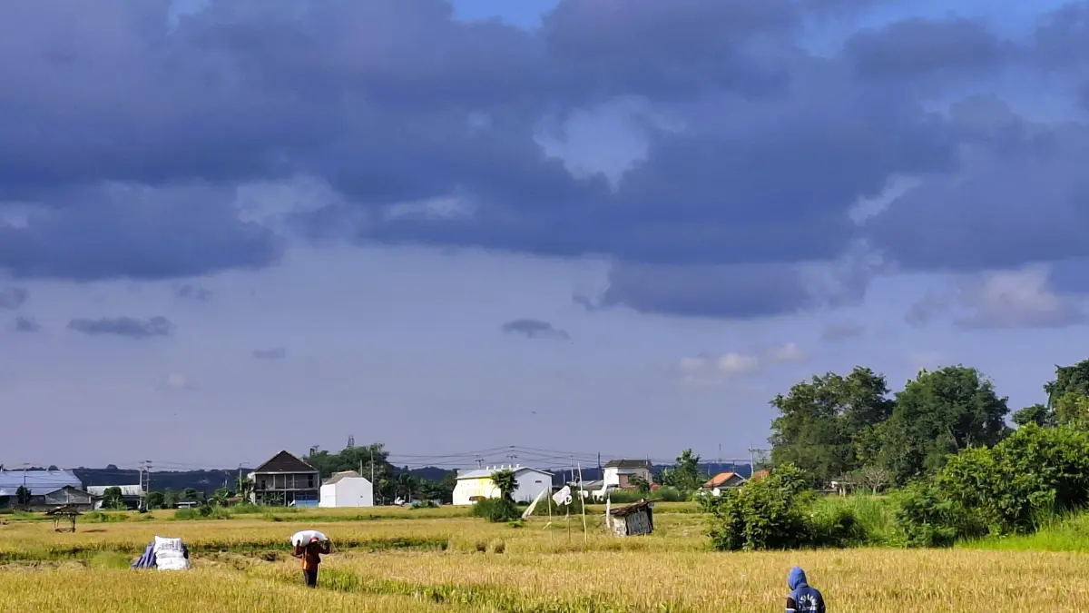 PANEN: Petani memanggul gabah pascapanen di Desa Babbalan, Kecamatan Batuan, Sumenep, Minggu (29/3).