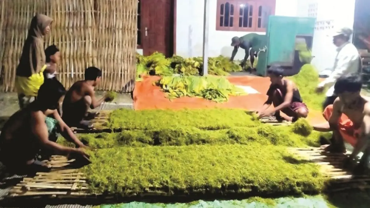 DAUN EMAS: Warga merajang tembakau di Dusun Anyir, Desa Panyirangan, Kecamatan Pangarengan, Sampang, Rabu (20/8/2025). (FADIL UNTUK JPRM)