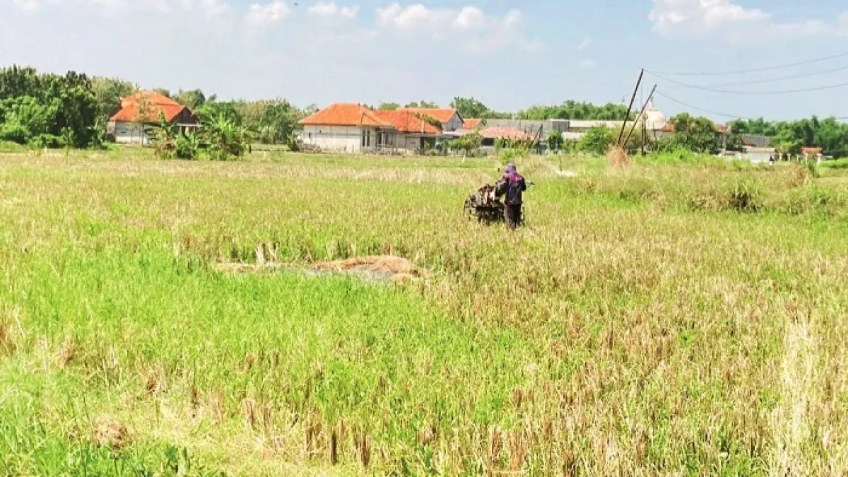 PERTANIAN: Seorang petani saat mendorong hand tractor di Kelurahan Tanggumong Senin (20/4). (AYU LATIFAH/JPRM)