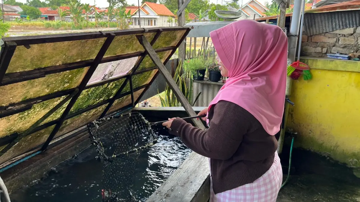 MANDIRI: Pembudi daya lele di Kelurahan Kolpajung, Pamekasan, sedang melihat kondisi ikannya, Rabu (22/4).