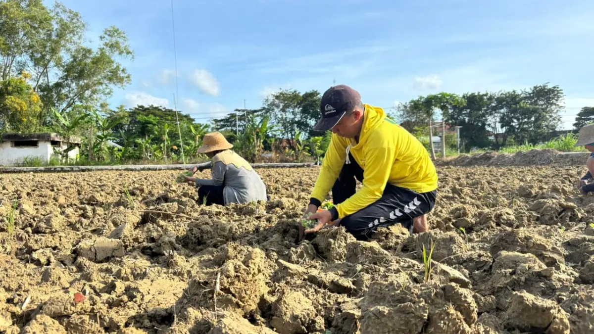 BERCOCOK TANAM: Seorang petani sedang menanam tembakau di Kelurahan Bugih, Pamekasan, Senin (4/5).