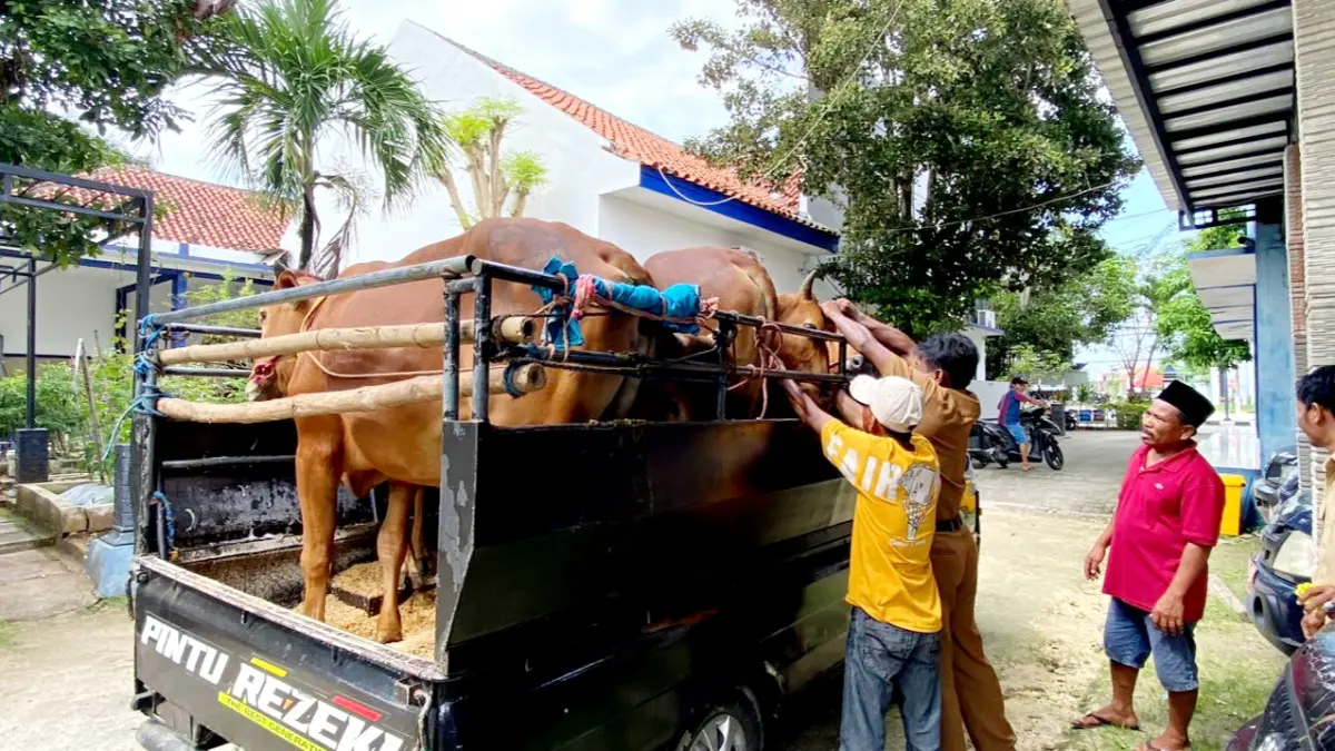PEMERIKSAAN: Petugas saat memasangkan ear tag pada sapi di kantor Disperta KP Sampang Senin (4/5). (AYU LATIFAH/JPRM)