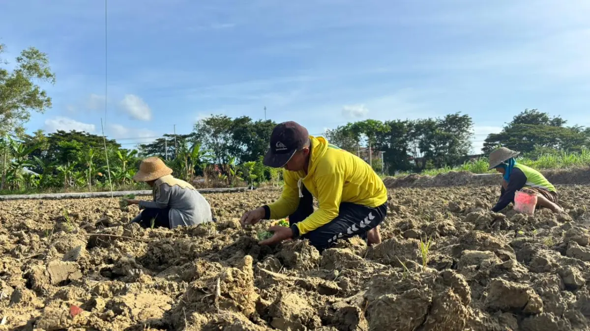 MUSIM TANAM: Petani di Kelurahan Bugih, Pamekasan, mulai menanam tembakau, Senin (4/5).