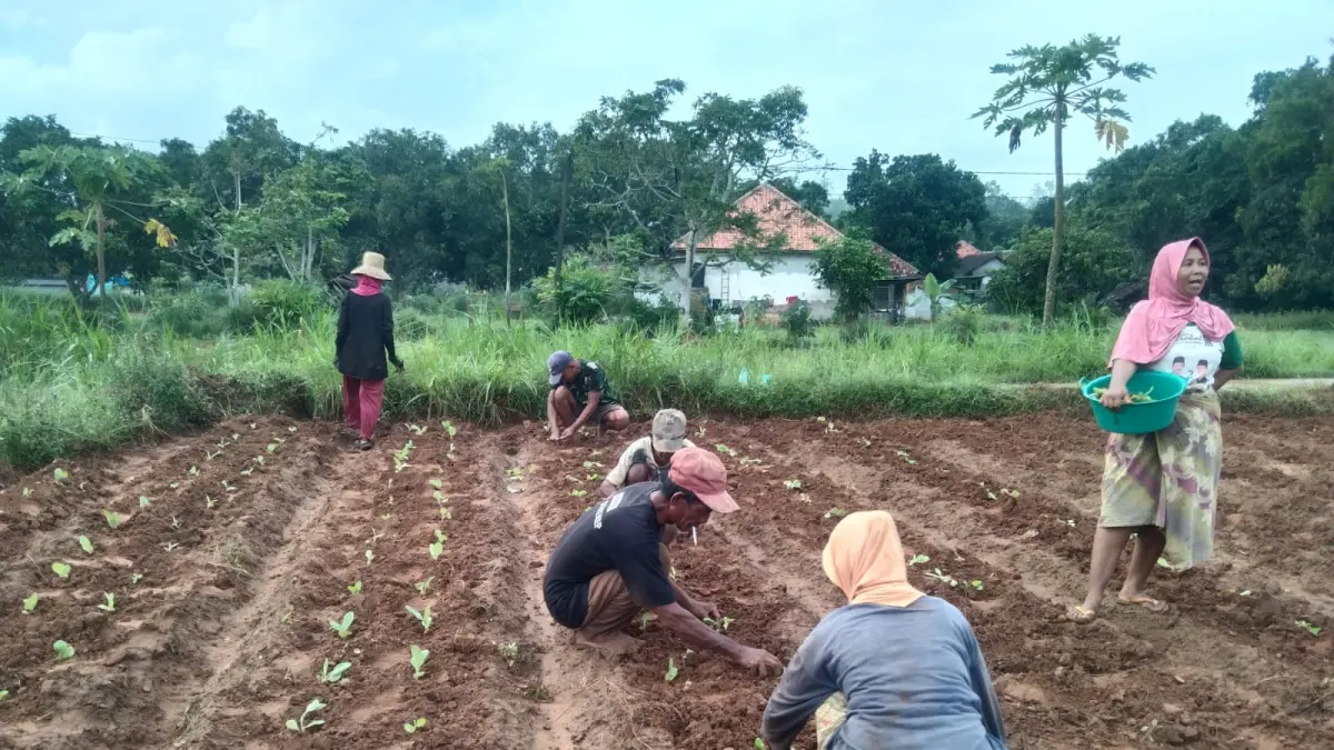 MENANAM: Petani tengah menanam tembakau di Desa Pakondang, Kecamatan Rubaru, Sumenep, Jumat (1/5).
