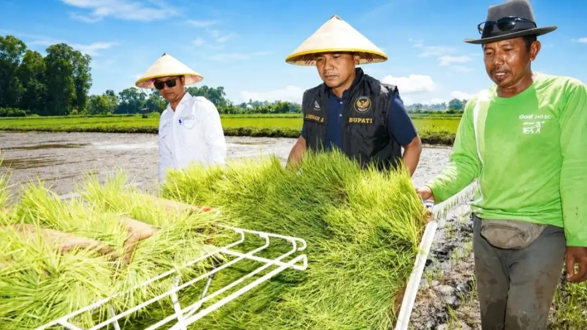 TERIK: Bupati Bangkalan Lukman Hakim (tengah) menanam padi menggunakan rice transplanter di Kelurahan Bancaran, Kecamatan Kota Bangkalan. (PROKOPIM UNTUK JPRM)