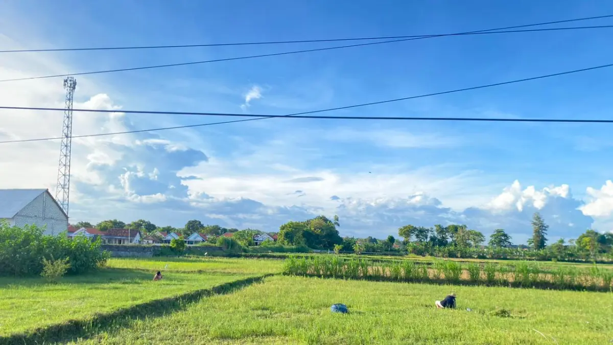 TERIK: Petani mengarit rumput di sawah Desa Banjar Talela, Kecamatan Camplong, Kamis (14/5).