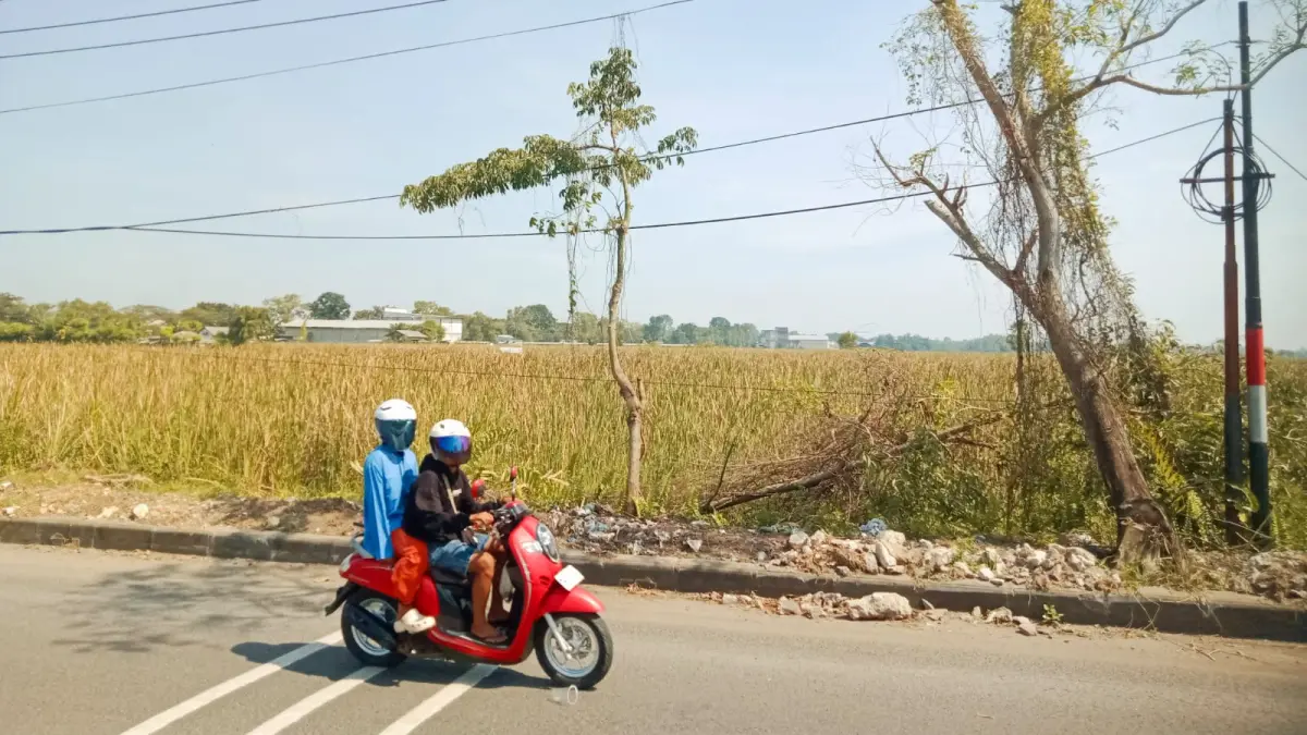 MENGERING: Kondisi tumbuhan di area persawahan yang berada di Kecamatan Socah, Bangkalan, Jumat (15/5). (YUSRIL DENNY MAHENDARTO/JPRM)