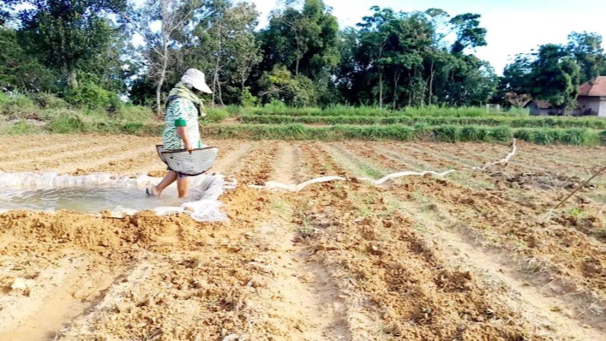 DAUN EMAS: Petani di Desa Pamoro, Kecamatan Kadur, Pamekasan, hendak menyiram tanaman tembakau, Minggu (17/5). (M. KHOLIL RAMLI/JPRM)