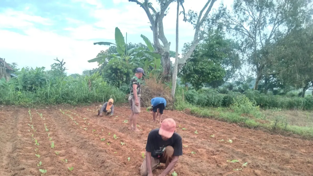 DAUN EMAS: Sejumlah petani di Desa Pakondang, Kecamatan Rubaru, Sumenep, Kamis (30/4)