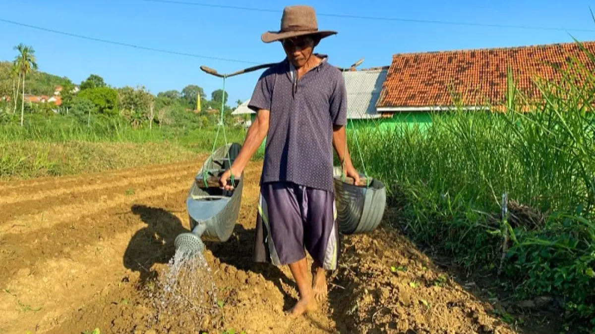PENUH HARAP: Petani menyiram tembakau di Dusun Tlangi I, Desa Waru Barat, Kecamatan Waru, Pamekasan, Rabu (20/5). (MOH. IQBAL AFGANI/JPRM)