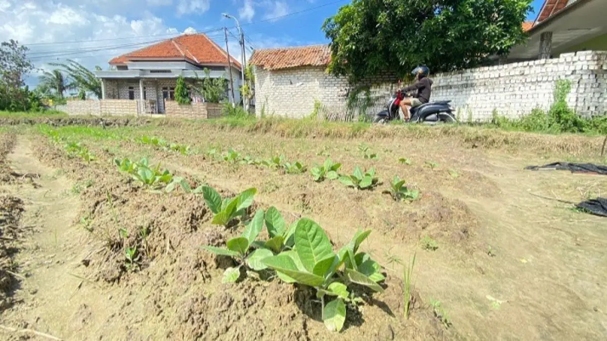 PERTANIAN: Warga saat melintas di sekitar area lahan tembakau di Kelurahan Karang Dalem, Kecamatan Kota Sampang, Kamis (21/5). (AYU LATIFAH/JPRM)