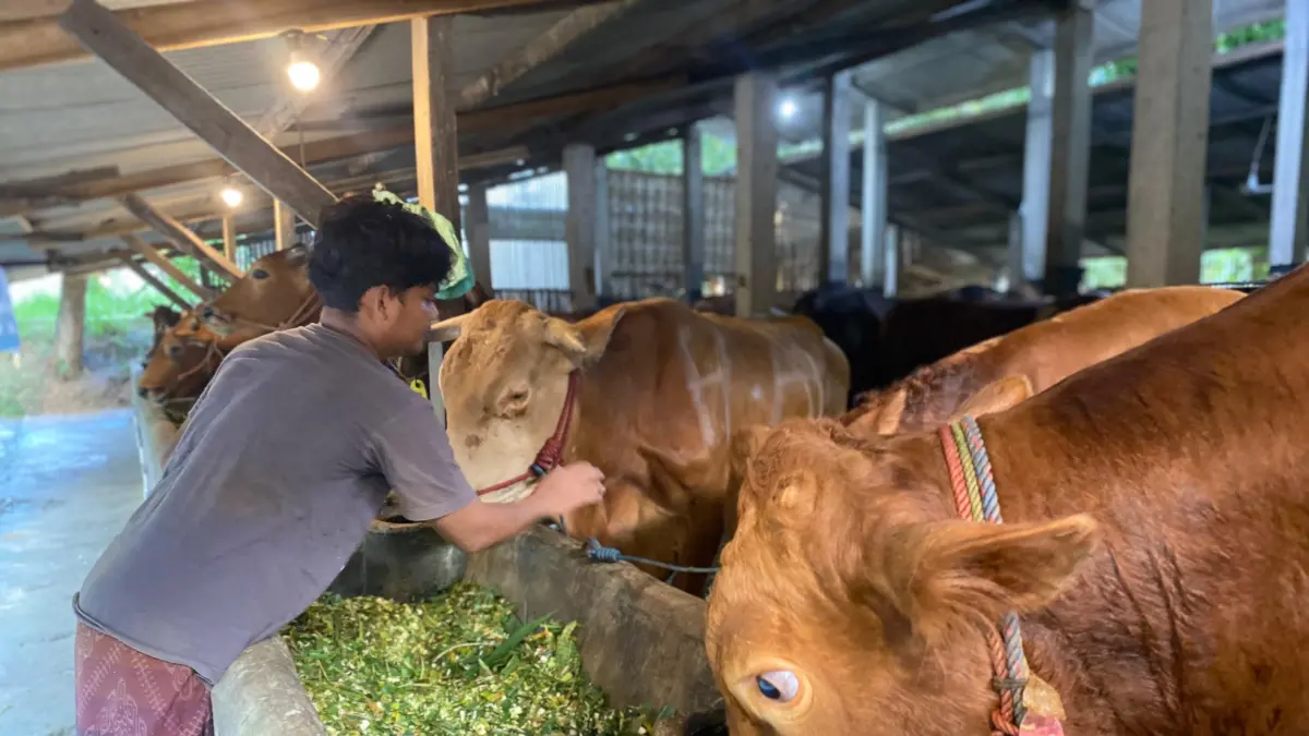 SEPENUH HATI: Pengelola ternak memberikan pakan sapi di Katandur Farm, Desa Plakpak, Kecamatan Pegantenan, Pamekasan, Rabu (20/5).