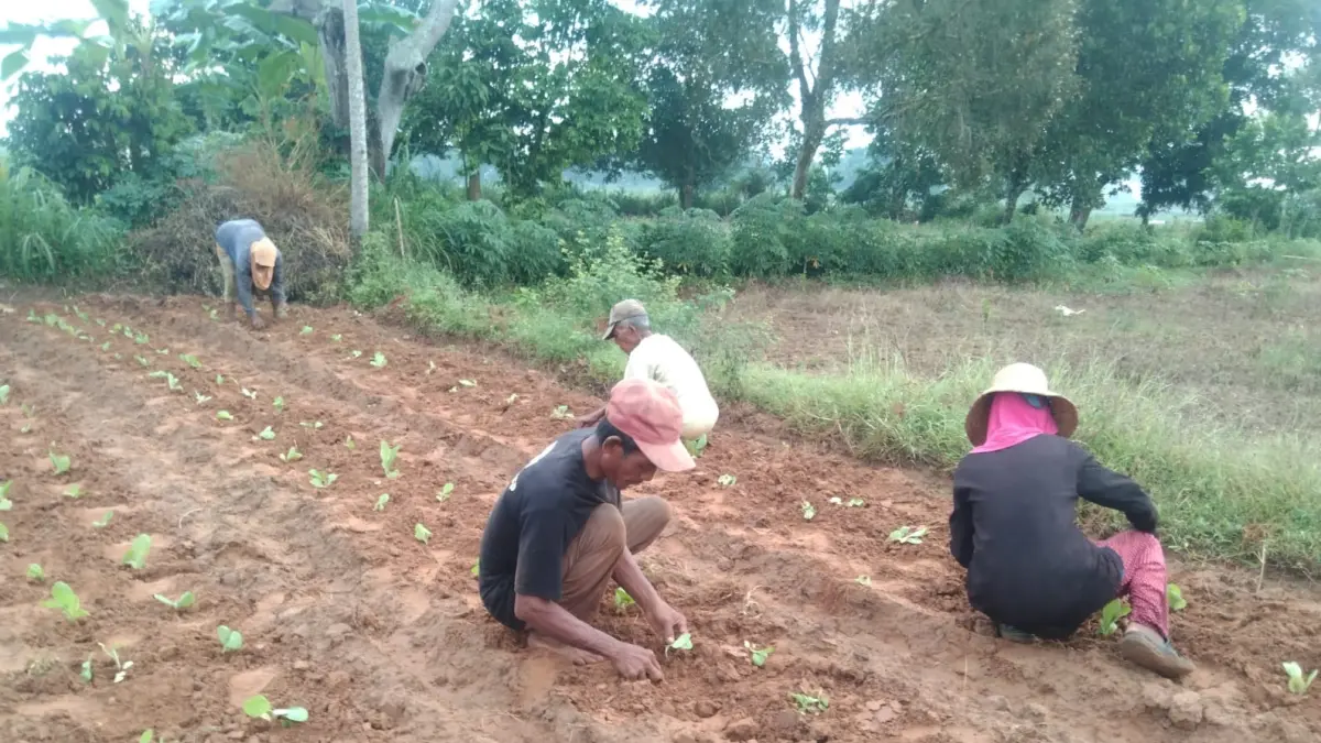 DAUN EMAS: Sejumlah petani tengah menanam bibit tembakau di Kecamatan Rubaru Sumenep, Minggu (17/5).