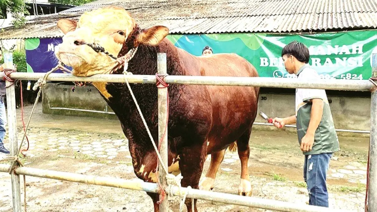 Ronggo, sapi pilihan Presiden Prabowo di Katandur Farm di Desa Plakpak, Kecamatan Pegantenan, Pamekasan.