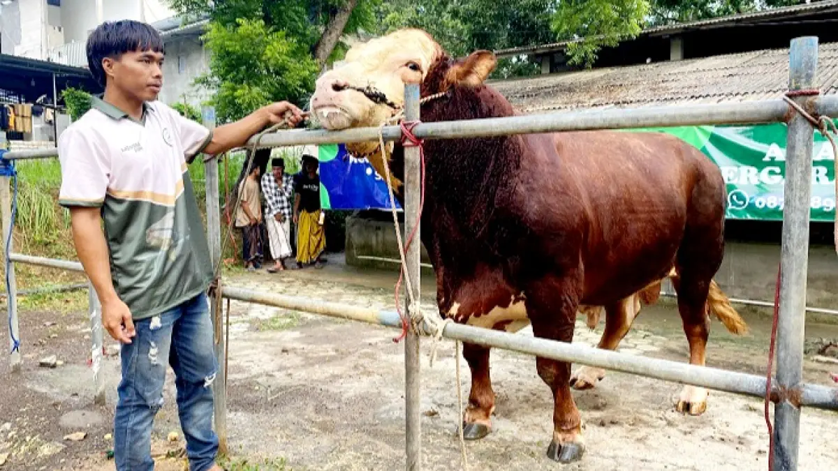 TENANG: Sapi pilihan Presiden Prabowo Subianto, Ronggo, saat dipajang di depan kandang Katandur Farm, Pamekasan, Rabu (20/5). (MOH. IQBAL AFGANI/JPRM)