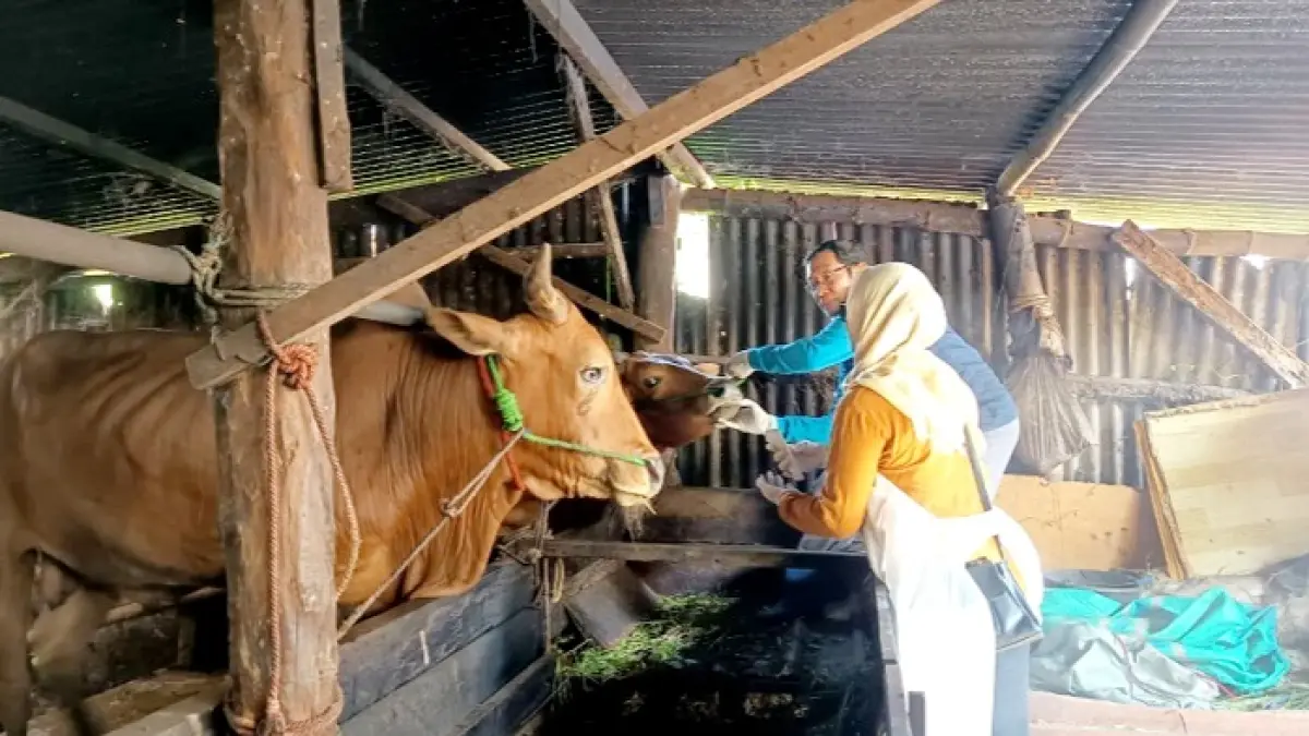 KETAT: Petugas dari Disnak Keswan Bangkalan melakukan pengecekan hewan ternak di Kelurahan Mlajah, Kecamatan Kota, Senin (25/5). (ZEINAL ABIDIN/JPRM)
