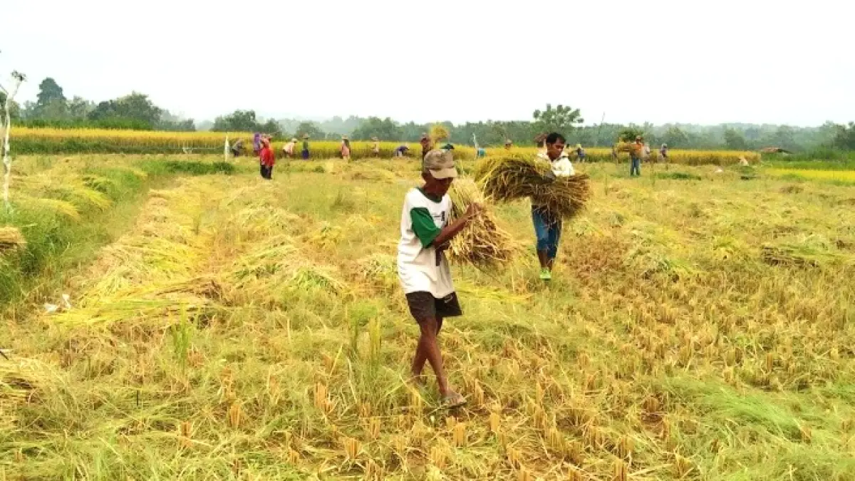USAHA: Sejumlah petani tengah memanen padi di Desa Pakondang, Kecamatan Rubaru, Sumenep, Februari lalu. (MOH. LATIF/JPRM)
