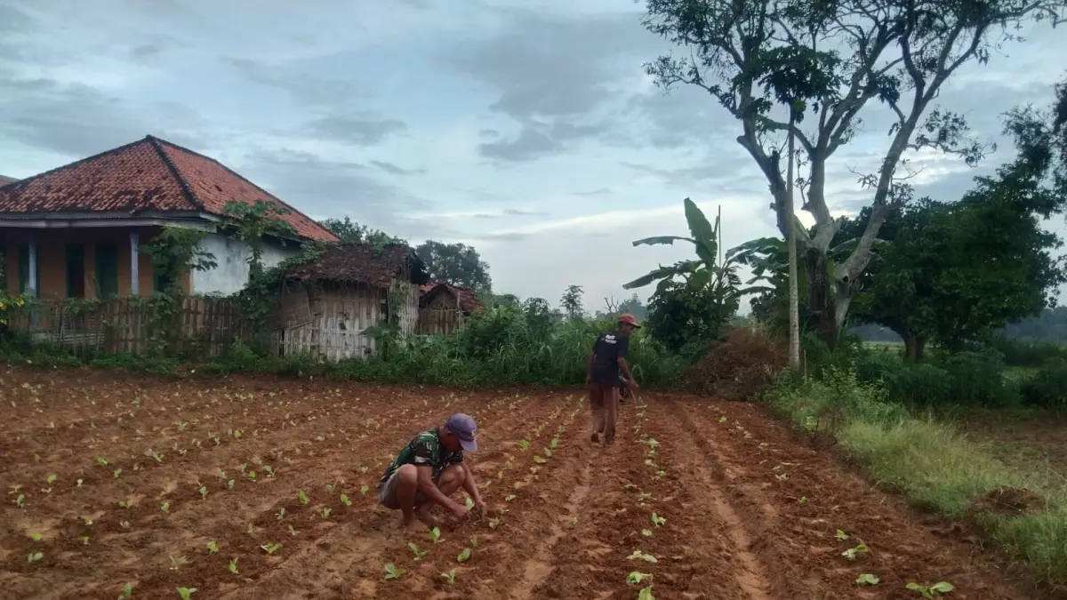 BERCOCOK TANAM: Petani menanam tembakau di Desa Pakondang, Kecamatan Rubaru, Rabu (20/5).
