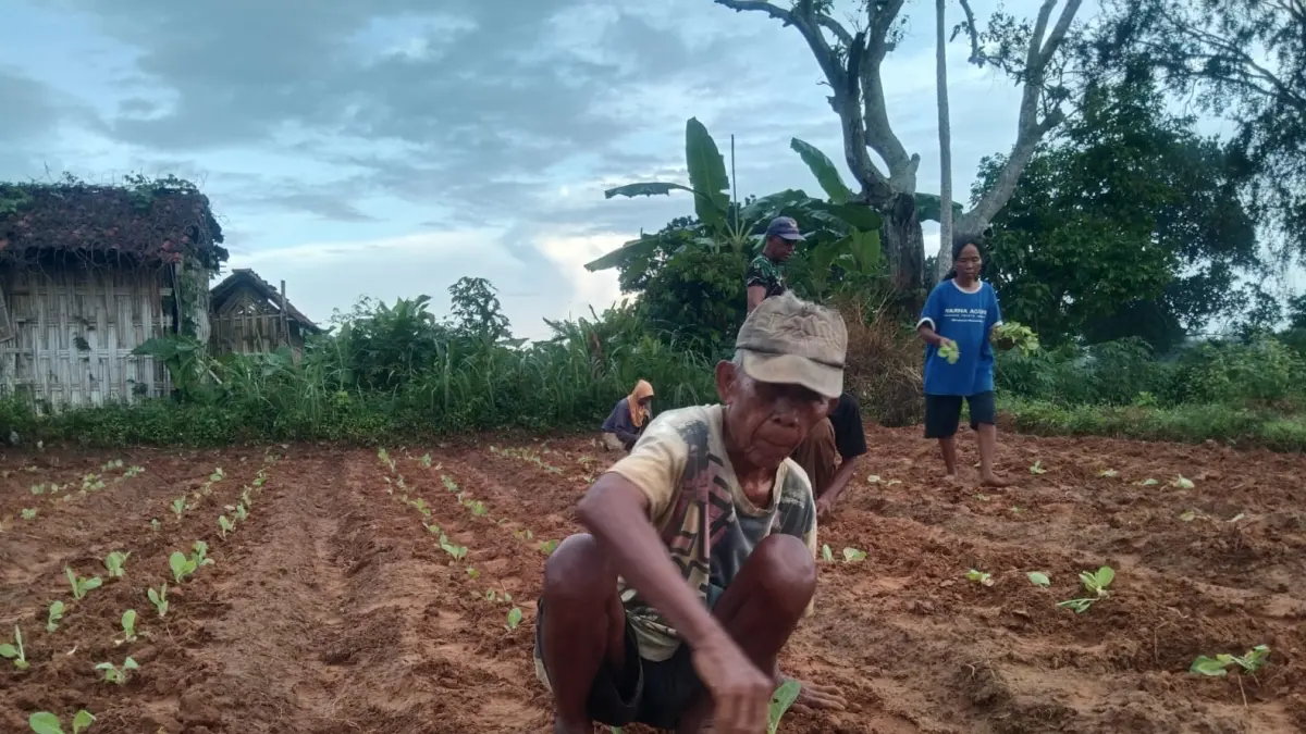 DIRAWAT: Petani tengah menanam tembakau di Kecamatan Rubaru, Sumenep, Minggu (24/5).&nbsp;