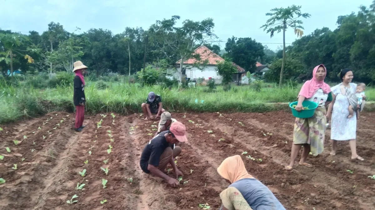 SUMBER PENGHASILAN: Sejumlah petani tengah menanam tembakau di Kecamatan Rubaru, Sumenep, Minggu (25/5). (MOH. LATIF/JPRM)