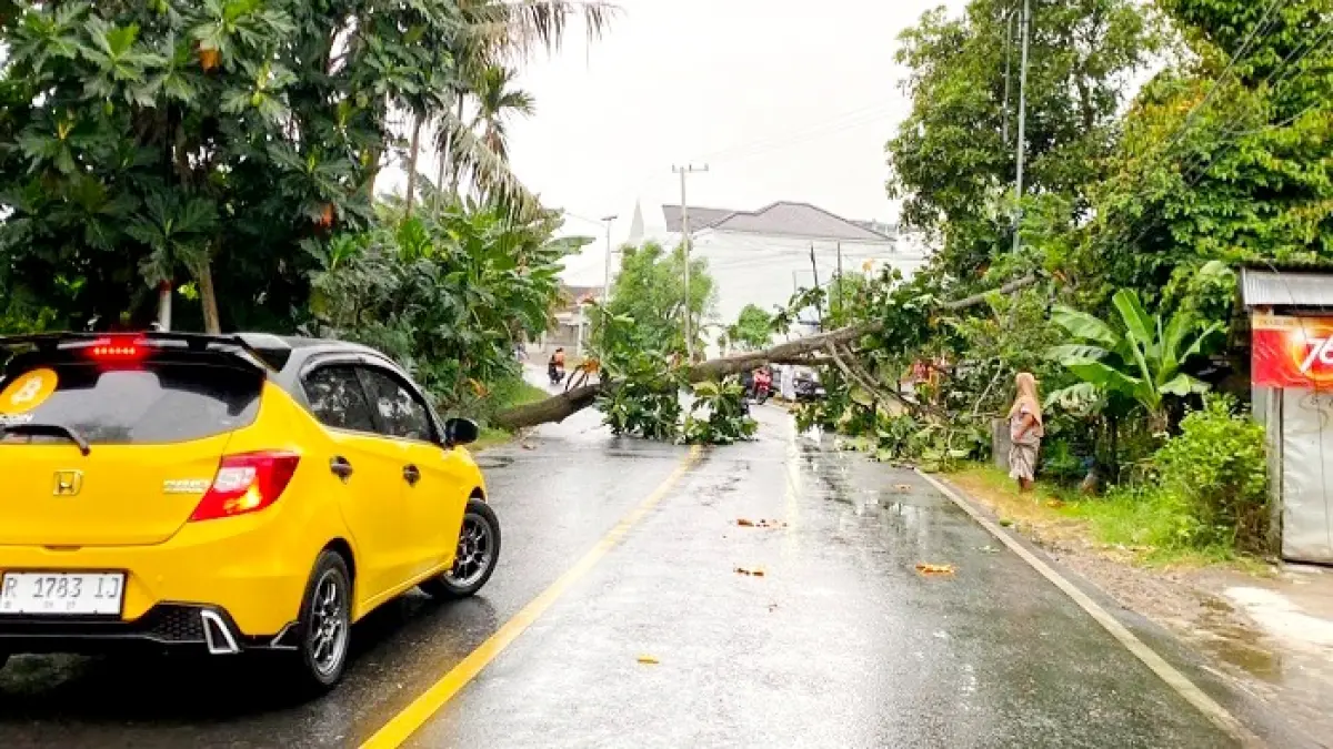 TERSENDAT: Warga berada di sekitar pohon yang tumbang di jalan raya Desa Ketapang Daya, Kecamatan Ketapang, Sampang, Jumat (12/6). (AYU LATIFAH/JPRM)