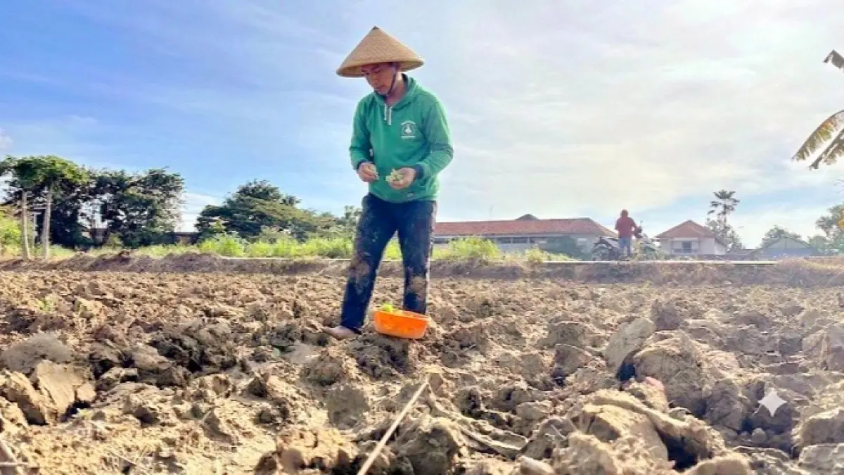 KERJA KERAS: Petani menanam tembakau di lahan area Kecamatan Proppo, Pamekasan, Selasa (9/6). (MOH. IQBAL AFGANI/JPRM)