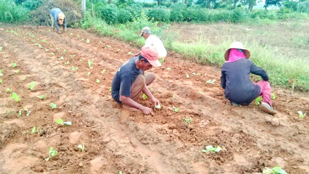 MENANAM: Sejumlah petani tengah menanam bibit tembakau di Desa Pakondang, Kecamatan Rubaru, Sumenep. (MOH. LATIF/JPRM)