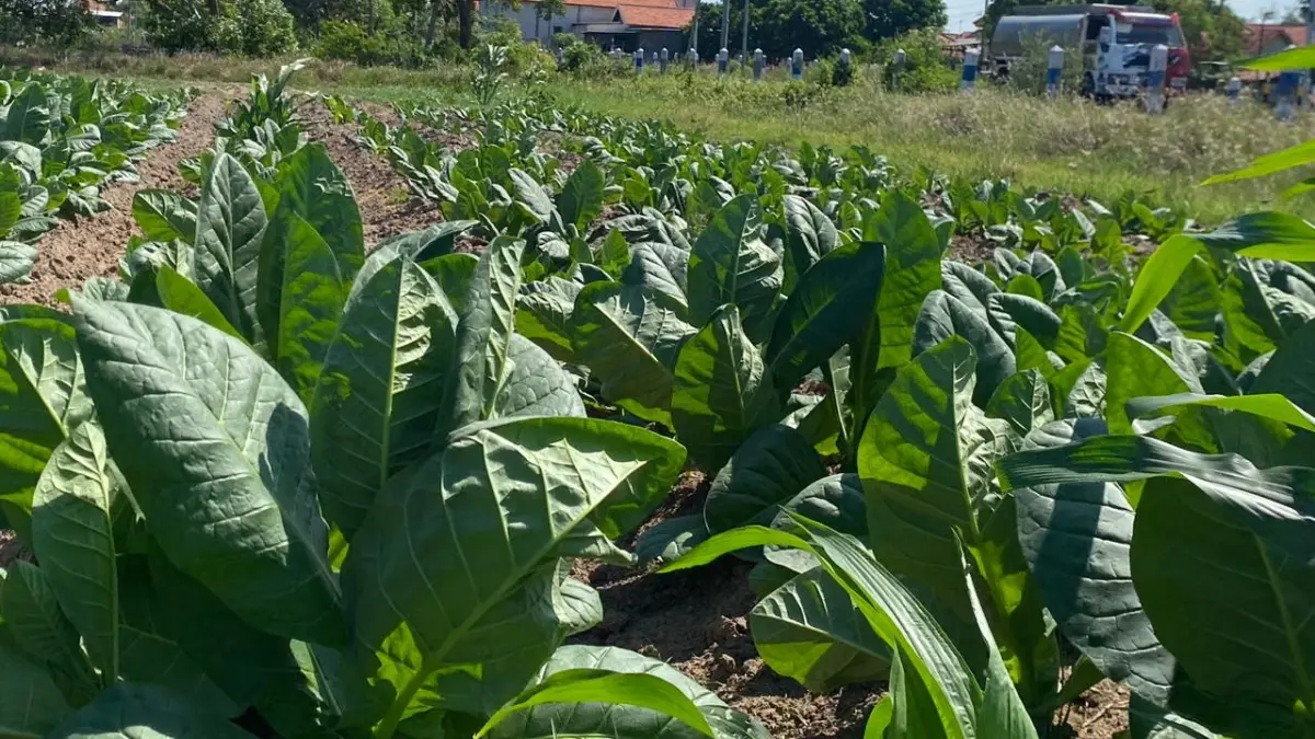 HIJAU: Daun tembakau milik warga mulai tinggi di Jalan Halim Perdanakusuma Rabu (17/6).&nbsp;