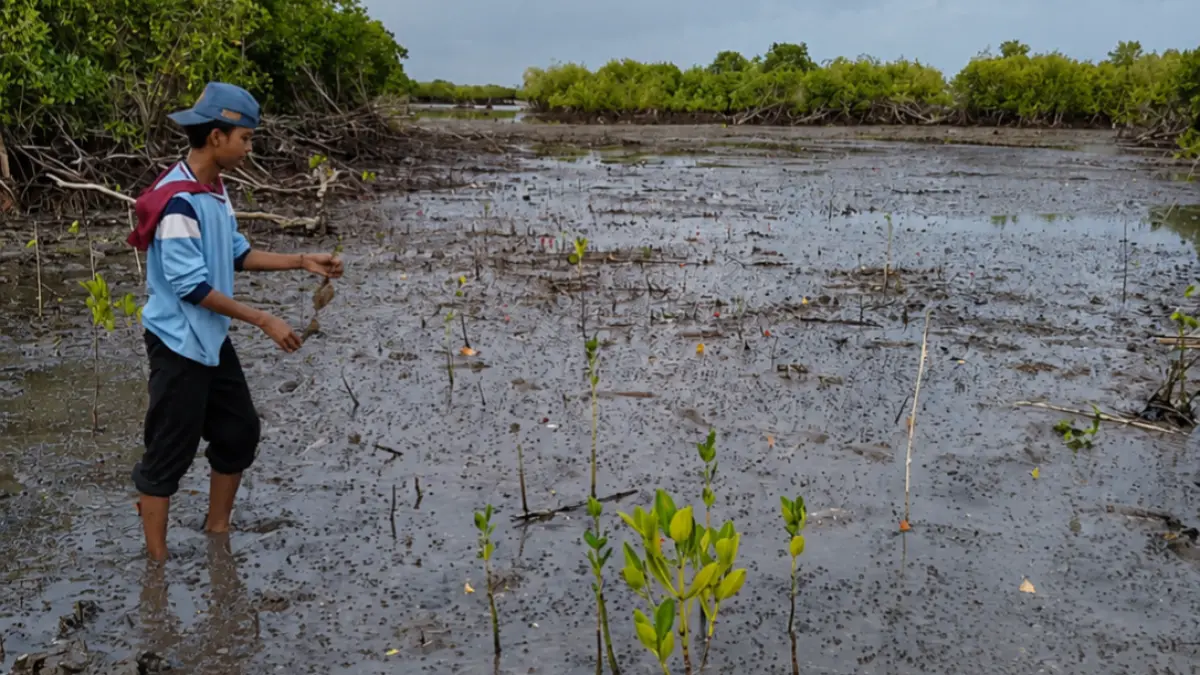 PEDULI LINGKUNGAN: Aktivis menanam mangrove di pesisir Desa Ambat, Kecamatan Tlanakan, Rabu (22/4).