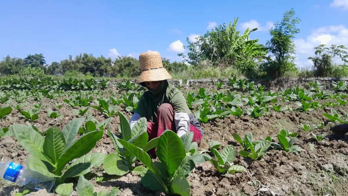 DAUN EMAS: Petani di Desa Artodung, Kecamatan Galis, Pamekasan, sedang merawat tanaman tembakaunya, Sabtu (20/6).
