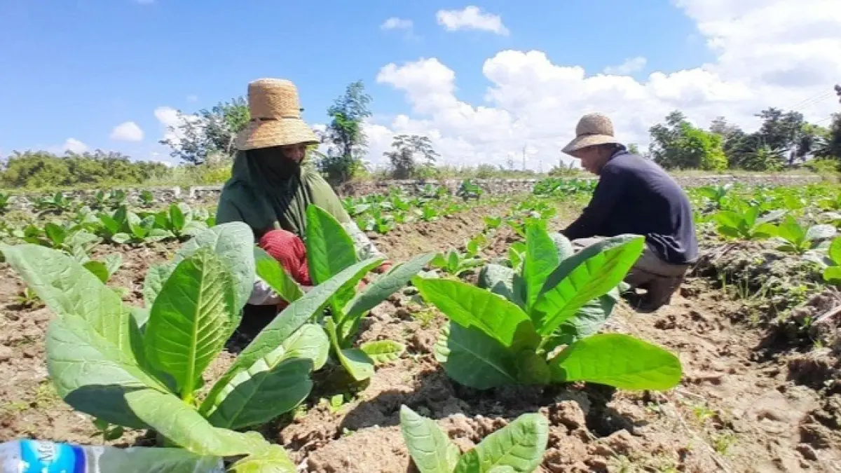 KERJA SAMA: Petani sedang merawat tanaman tembakau di sawahnya, Desa Artodung, Kecamatan Galis, Pamekasan, Sabtu (20/6). (M. KHOLIL RAMLI/JPRM)