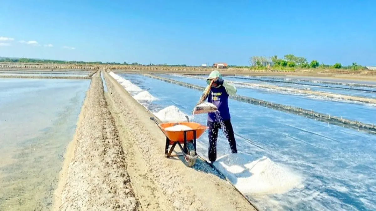 PRODUKTIF: Petani panen garam di lahan tambak Desa Aeng Sareh, Kecamatan Sampang, Kamis (18/6). (AYU LATIFAH/JPRM)