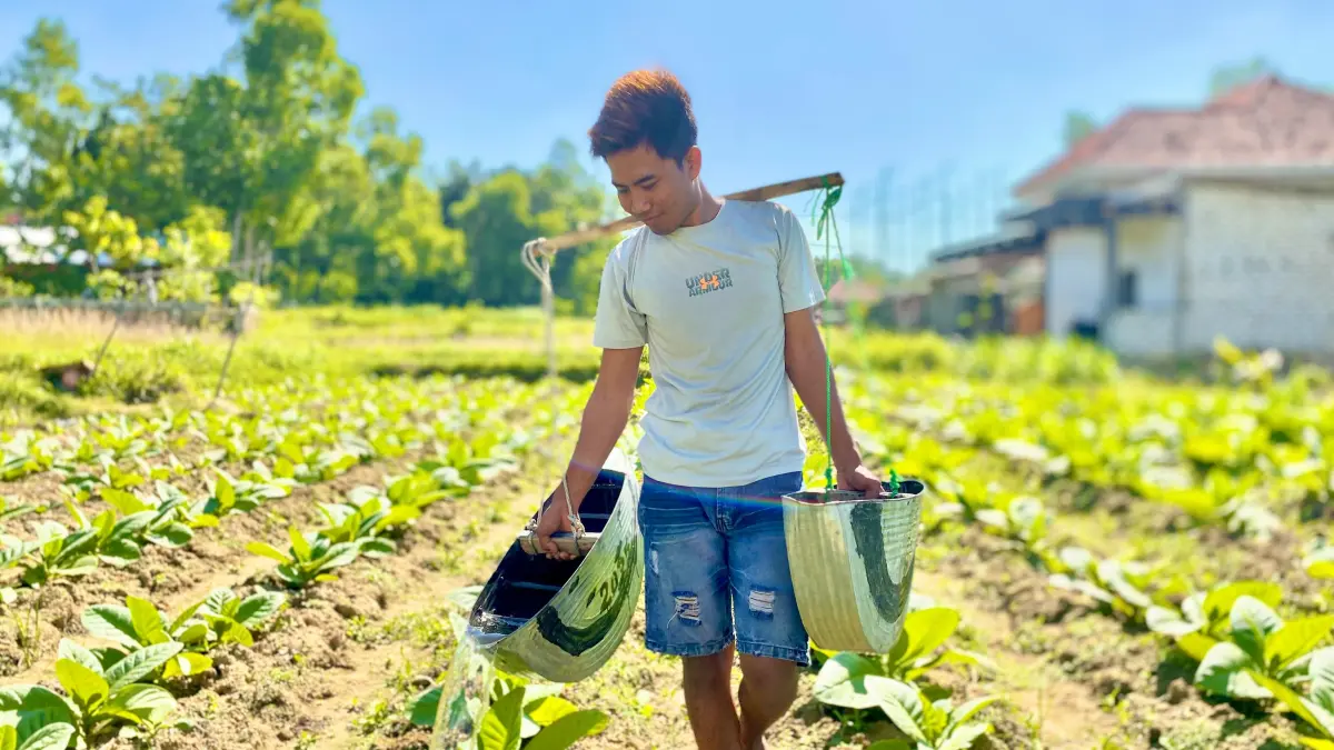 DAUN EMAS: Petani menyiram tembakau di wilayah Kecamatan Larangan, Senin (15/6).